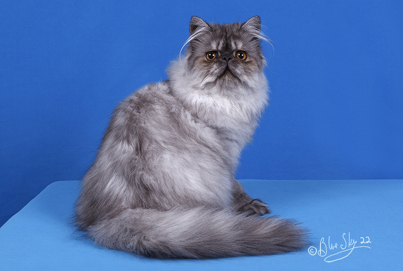 persian cat